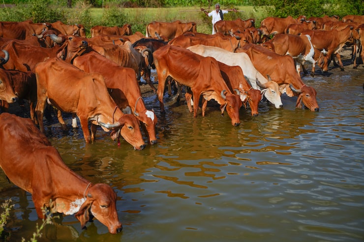indian-cattle-field-rural-india_75648-884